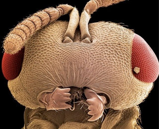 Illustration for article titled The Tongue Of The Dung Fly Speaks Volumes